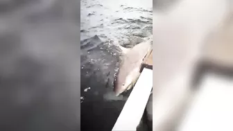 Shark Attacks Tourists...boat Hits Shark