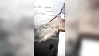 Shark Attacks Tourists...boat Hits Shark