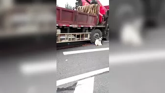 Woman Calmly Makes Final Decision Under Truck Tire