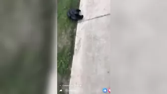 Another Hysterical Street Takeover