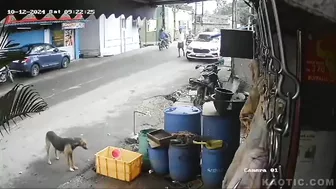 Elderly Man Killed By Drunk Driver