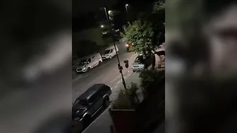 Innocent Cows Mind Their Own Business