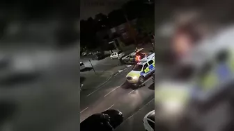 Innocent Cows Mind Their Own Business