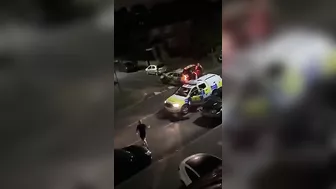 Innocent Cows Mind Their Own Business