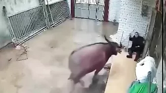The Buffalo Attacked The Farmer.