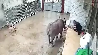 The Buffalo Attacked The Farmer.