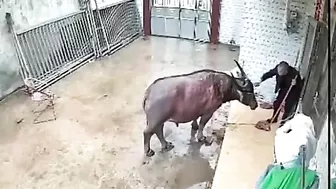 The Buffalo Attacked The Farmer.