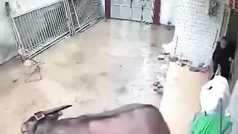 The Buffalo Attacked The Farmer.