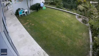 Brave Girl Saves Guinea Pig