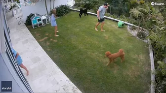 Brave Girl Saves Guinea Pig