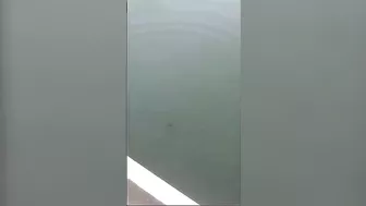 Brazilian Jumps Off Bridge