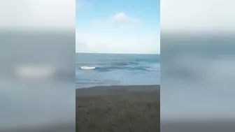 Shark Attack In Brazil