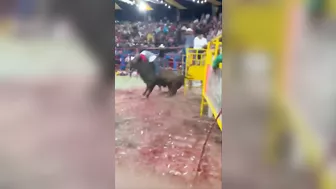 Bull One Ride Zero