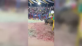Bull One Ride Zero