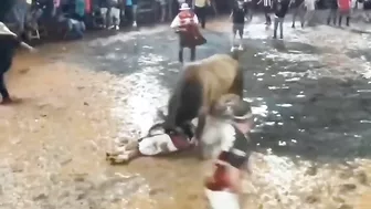The Bull And The Stupid Man Play Rag Dolls