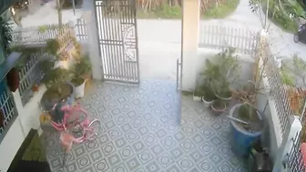 Bull Attacks Cyclist