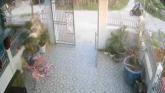 Bull Attacks Cyclist