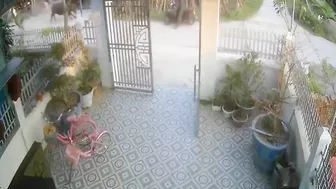 Bull Attacks Cyclist