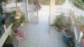 Bull Attacks Cyclist