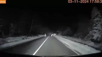 Close Encounter With Moose