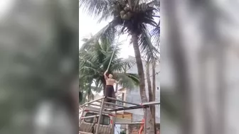 Coconuts Are Dangerous