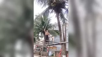 Coconuts Are Dangerous