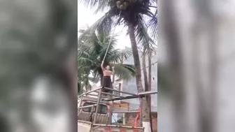 Coconuts Are Dangerous