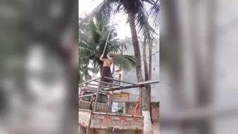 Coconuts Are Dangerous