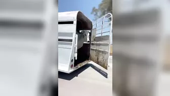 Cows Dare To Escape On The Highway