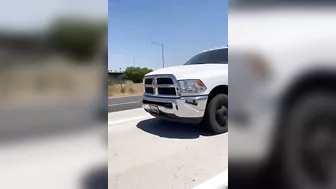 Cows Dare To Escape On The Highway