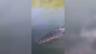 Crocodile Wants To Greet A Couple On A Boat