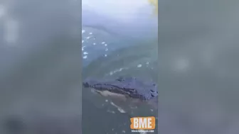 Crocodile Wants To Greet A Couple On A Boat