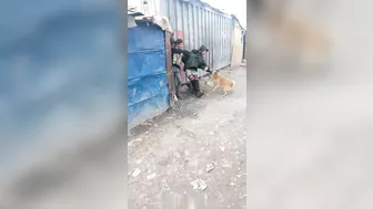 Dogs Vs Cowards