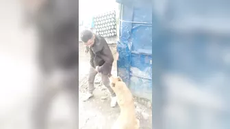 Dogs Vs Cowards