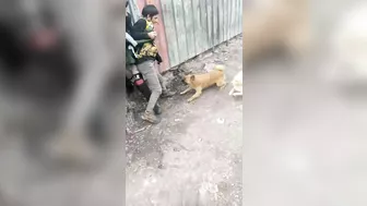 Dogs Vs Cowards