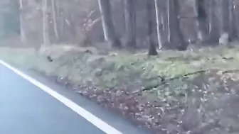 Driver Prevents Wolf Attack