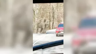 Man Chased By Elephant