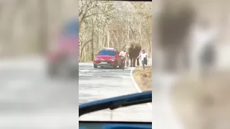 Man Chased By Elephant