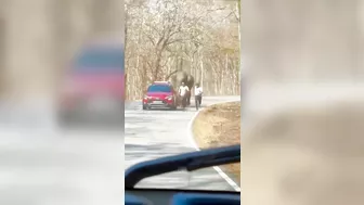 Man Chased By Elephant