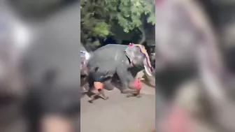 The Whole City Is Trying To Stop This Poor Giant Elephant. Leave Him Alone.