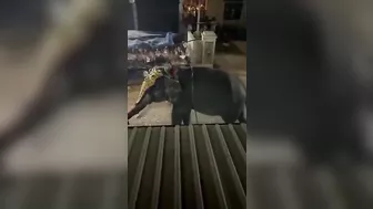 The Whole City Is Trying To Stop This Poor Giant Elephant. Leave Him Alone.