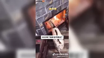 Have You Ever Seen A Goat So Eager To Cook Its Own Food?