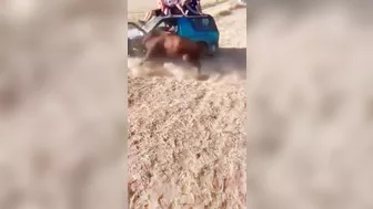 Have You Ever Seen A Bull Do A Forward Somersault?