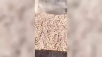 Have You Ever Seen A Bull Do A Forward Somersault?