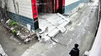 Give The Dog The Middle Finger