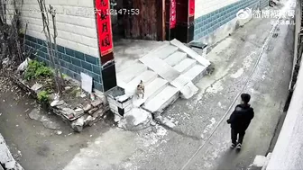 Give The Dog The Middle Finger