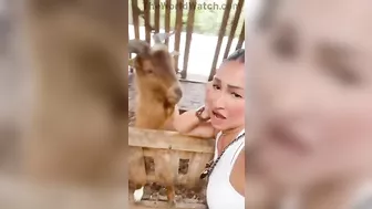 Goat Kisses Girl's Ears And Swallows Her Gold