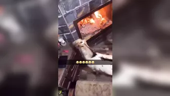 Goats Won't Give Up