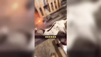 Goats Won't Give Up