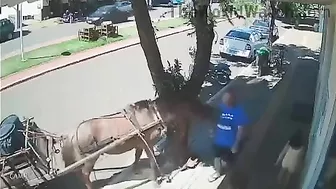 Horses Inspire A Daydreamer